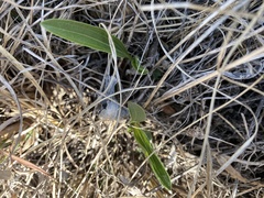 Echinacea angustifolia