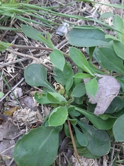 Silene longicilia