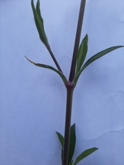 Silene longicilia