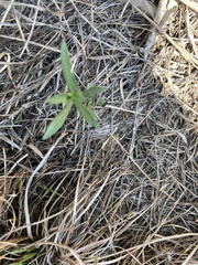 Echinacea angustifolia