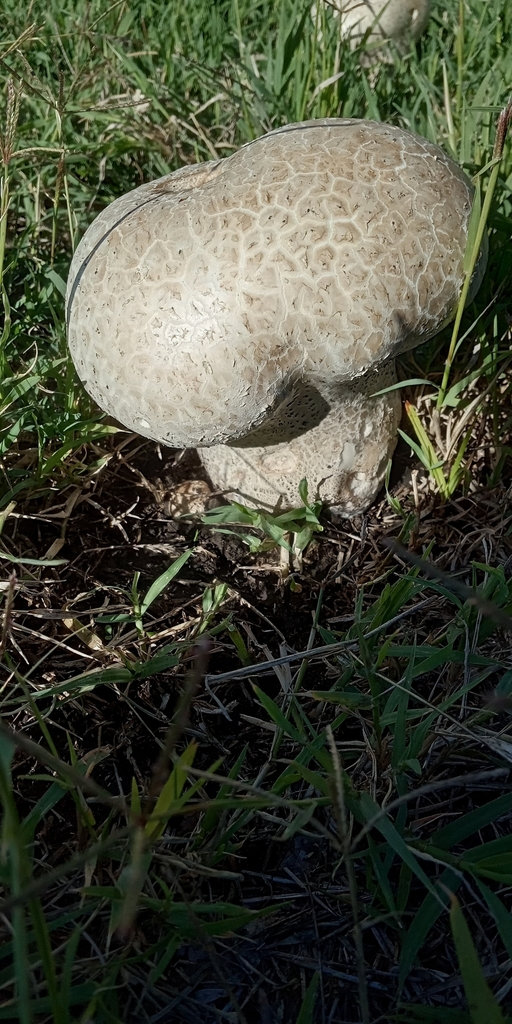 Calvatia cyathiformis · April 2022 · photo: © mirkoduimich (iNaturalist, cc-by)