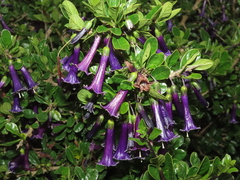 Dunalia spinosa