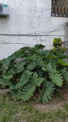 Thaumatophyllum undulatum