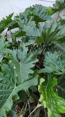 Thaumatophyllum undulatum