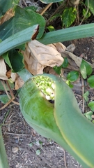 Thaumatophyllum undulatum