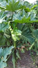 Thaumatophyllum undulatum