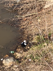 Cairina moschata domestica