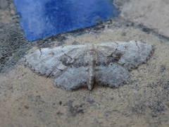 Idaea laevigata