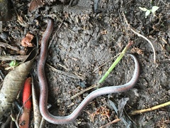 Atractus werneri
