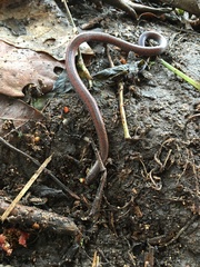 Atractus werneri