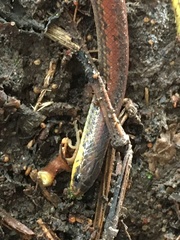 Atractus werneri