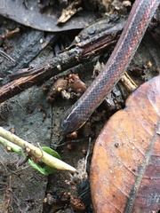 Atractus werneri