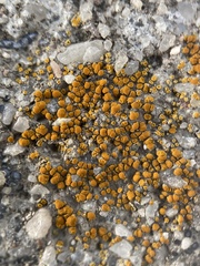 Lecanoromycetes