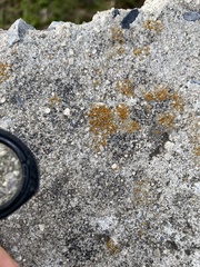 Lecanoromycetes
