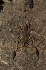 Centruroides bicolor