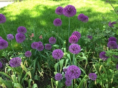 Allium hollandicum