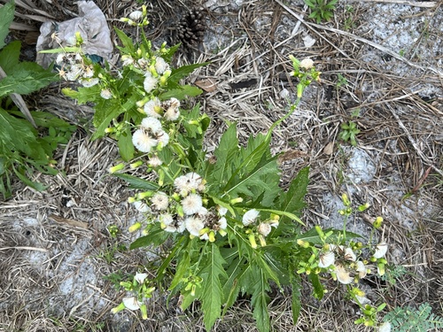 Erechtites hieraciifolius image