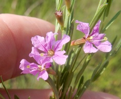Lythrum alatum lanceolatum