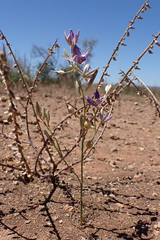 Thysanotus baueri