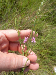 Lythrum alatum lanceolatum
