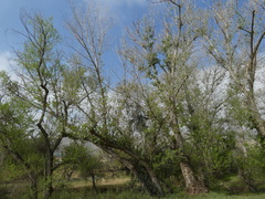 Eriophyes neoessigi