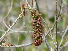 Eriophyes neoessigi