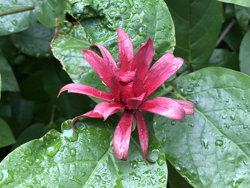 Calycanthus occidentalis