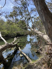 Eucalyptus transcontinentalis