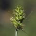 Oval-headed Sedge - Photo (c) aarongunnar, some rights reserved (CC BY), uploaded by aarongunnar