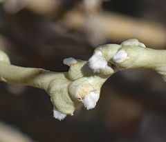 Rhopalomyia chrysothamni