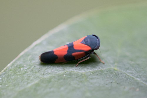 Rubragallia saucia