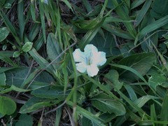 Ruellia morongii