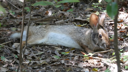 Swamp Rabbit, Edith L. Moore Nature Sanctuary, Houston, TX, US, photo 6 of 10