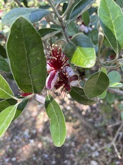 Feijoa sellowiana