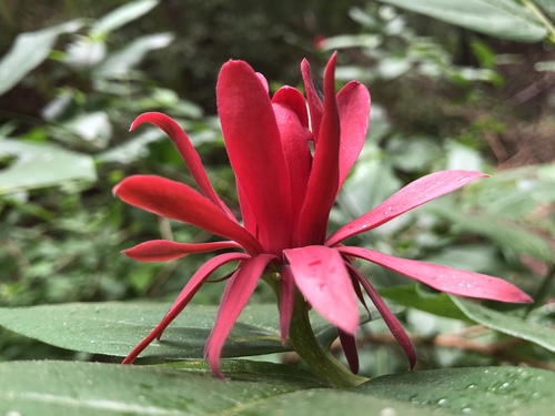 Calycanthus occidentalis