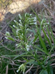 Borodinia missouriensis
