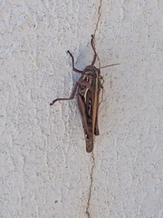 Schistocerca americana