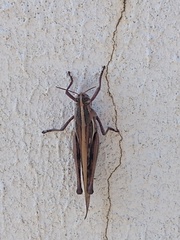 Schistocerca americana