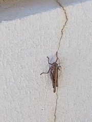 Schistocerca americana