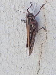 Schistocerca americana