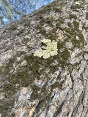 Flavoparmelia caperata