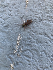 Lytta aenea
