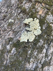 Flavoparmelia caperata