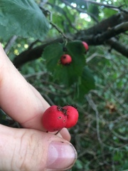 Crataegus coccinioides