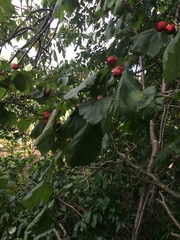 Crataegus coccinioides
