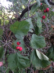 Crataegus coccinioides