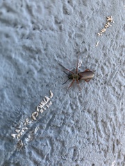 Lytta aenea
