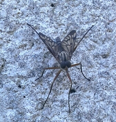 Rhagio atlanticus
