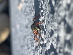 Lytta aenea