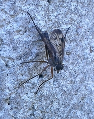 Rhagio atlanticus